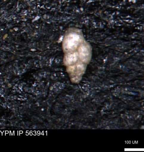 Bimonilina variana