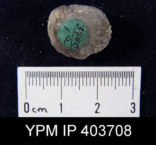 undet. Rhynchonellida