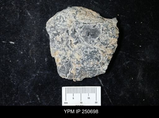 undet. Carcinosomatidae