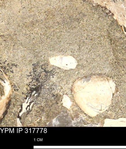 undet. Mollusca