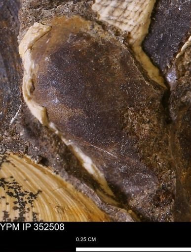 undet. Bivalvia