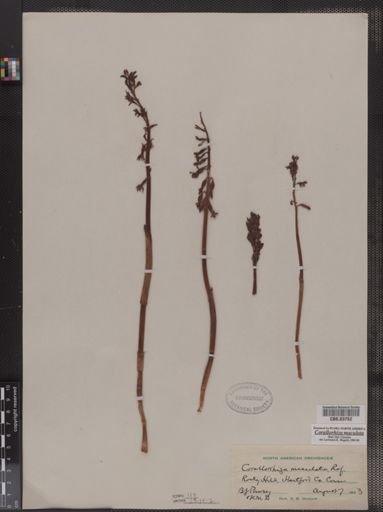 Corallorhiza maculata