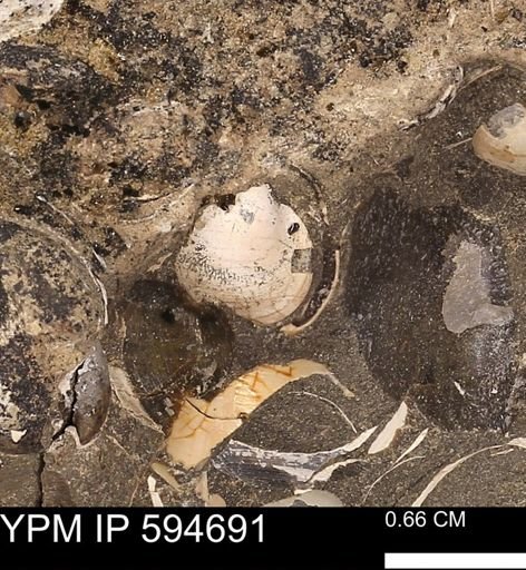 Protocardia sp.
