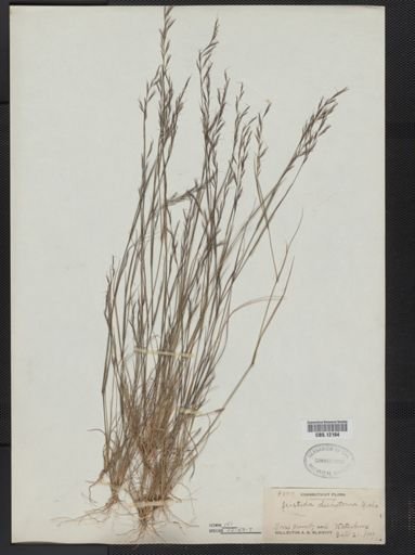 Aristida dichotoma