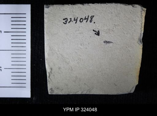 undet. Coleoptera