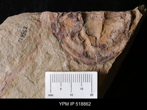 undet. Asaphidae