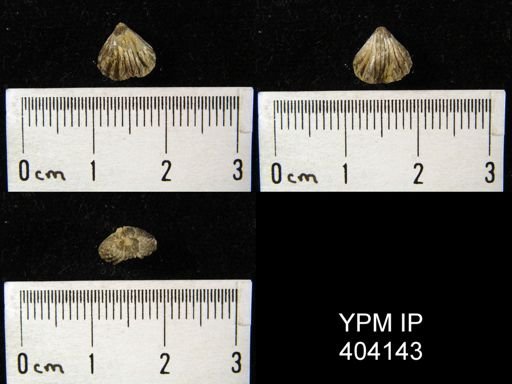 Camarotoechia transversa