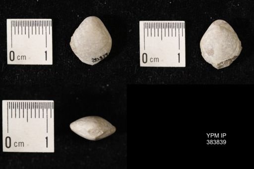Dielasma