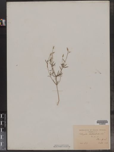 Polygala verticillata