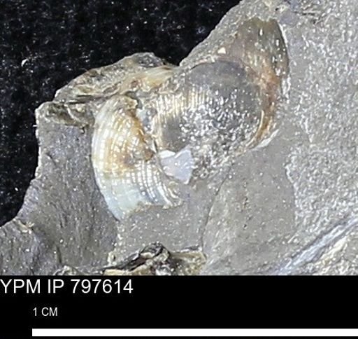 undet. Bivalvia