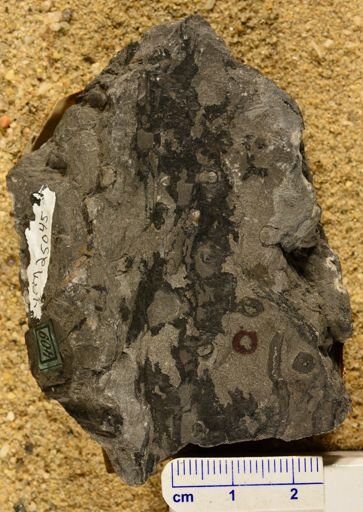 Stigmaria ficoides