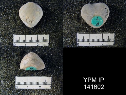 Spirigerella derbyi