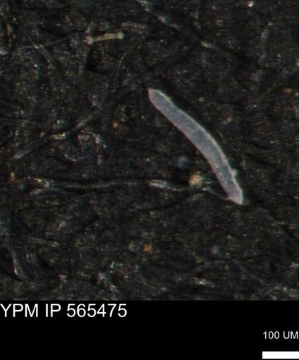 undet. Porifera
