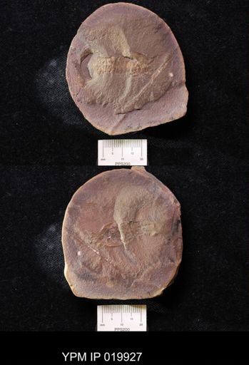 Pygocephalus gracilis