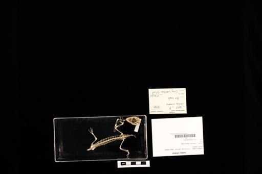 Gekko vittatus