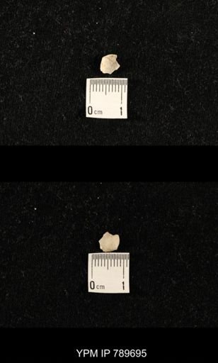undet. Brachiopoda