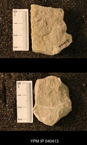 Blattaria