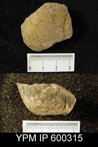 Pustula nebrascensis