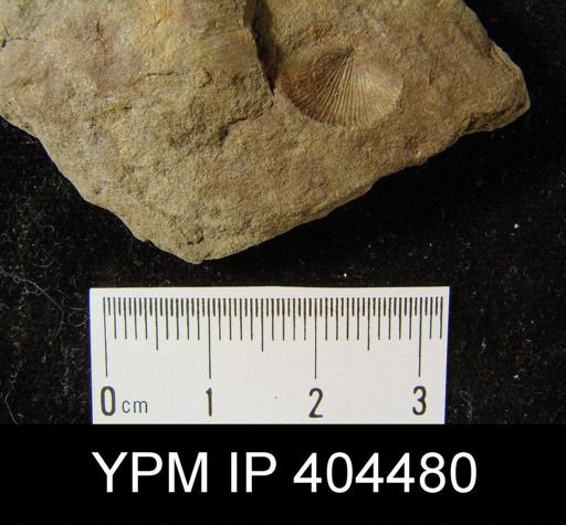 Devonochonetes sp.