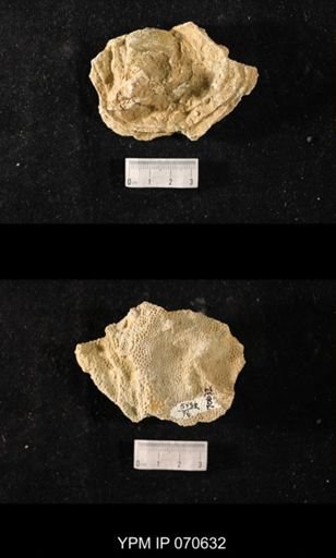Favosites louisvillensis