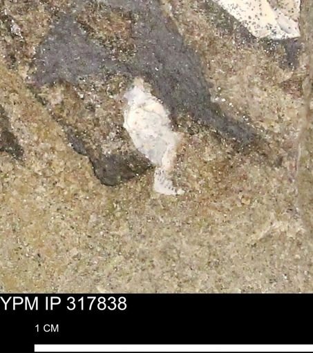 undet. Mollusca