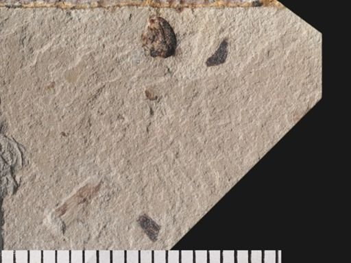 Coleoptera?