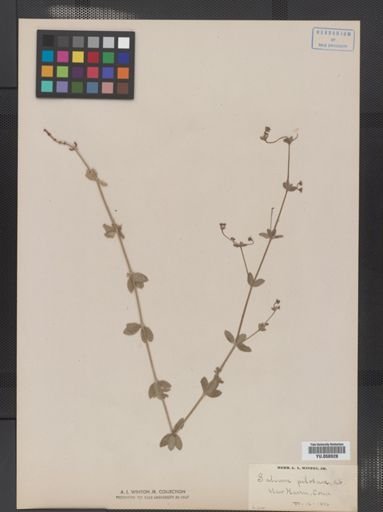 Galium pilosum
