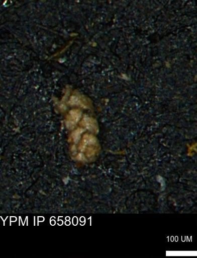Ammobaculoides phaulus