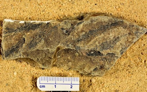 Leclercqia complexa