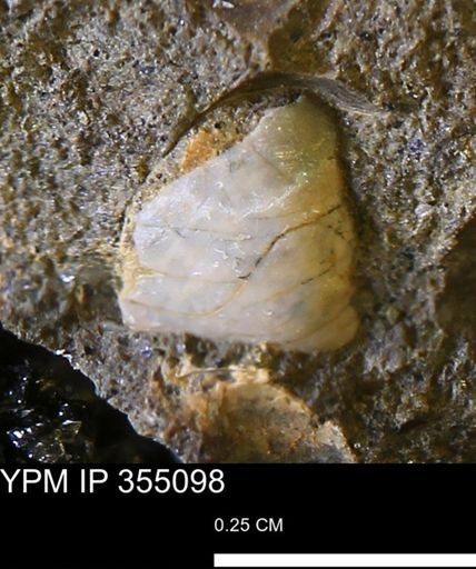 undet. Mollusca