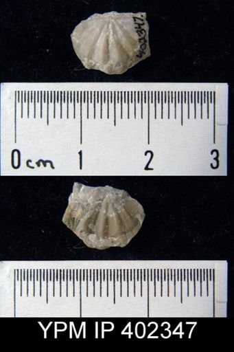 Apheoorthis sp.