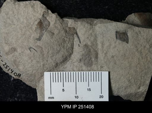 undet. Eurypterida