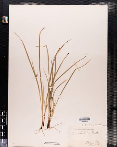Carex jamesii