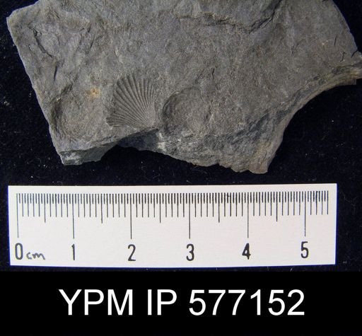 Productella sp.