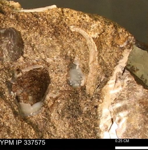 undet. Mollusca