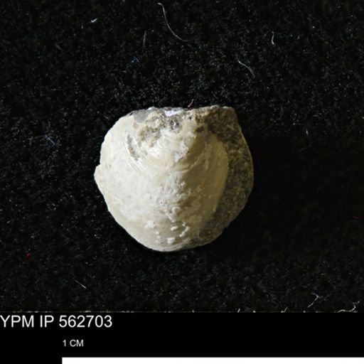 Limopsis striatopunctatus