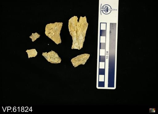 undet. Mosasauridae
