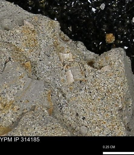 undet. Scaphopoda