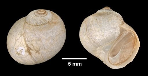 Cryptonatica affinis