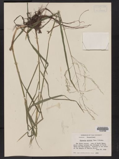 Glyceria striata