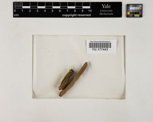 Plantae
