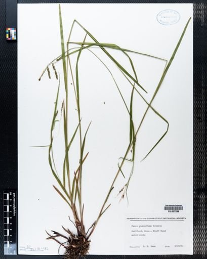 Carex gracillima
