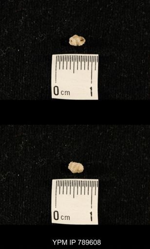 undet. Bryozoa