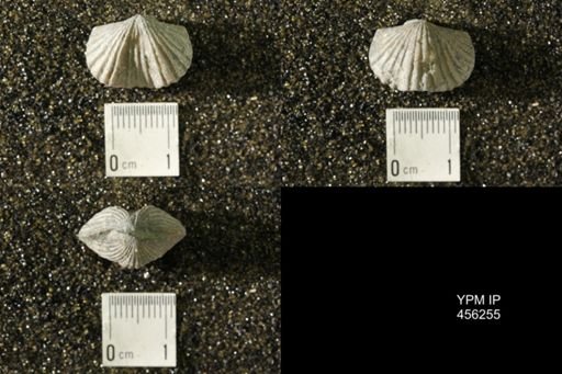 Platystrophia biforata