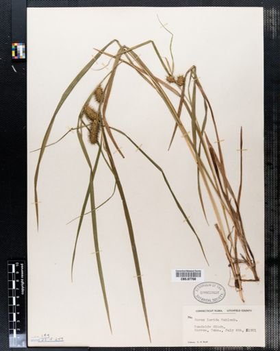 Carex lurida