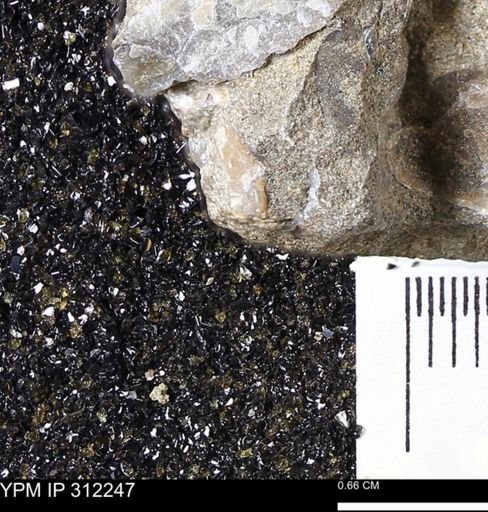 undet. Bivalvia