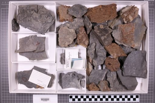 mixed taxa, stratigraphic collection