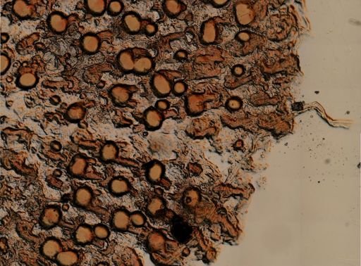 Fenestrulina malusii