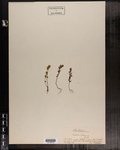 Plantae