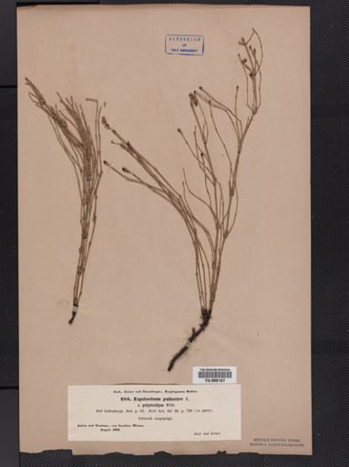 Equisetum palustre